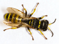 Ectemnius lituratus